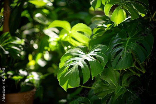 Lush green plant with distinct split leaves, bathed in dappled sunlight, thriving indoors