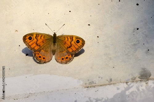 Orange Butterfly with Eye Spots Resting on Wall
Bright orange butterfly with black eye spots sits still on a textured, sunlit wall surface, wings fully spread in daylight.
