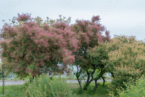 Flowering bush smoke tree of red cotinus coggygria. Beautiful fluffy flowers skumpiya tanning from the anacardiaceae family. Woody deciduous garden plant. Tannin for obtaining yellow dye. Smoke bush.