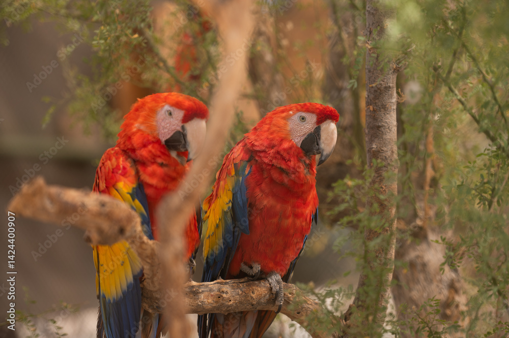 Obraz premium Guacamaya bandera