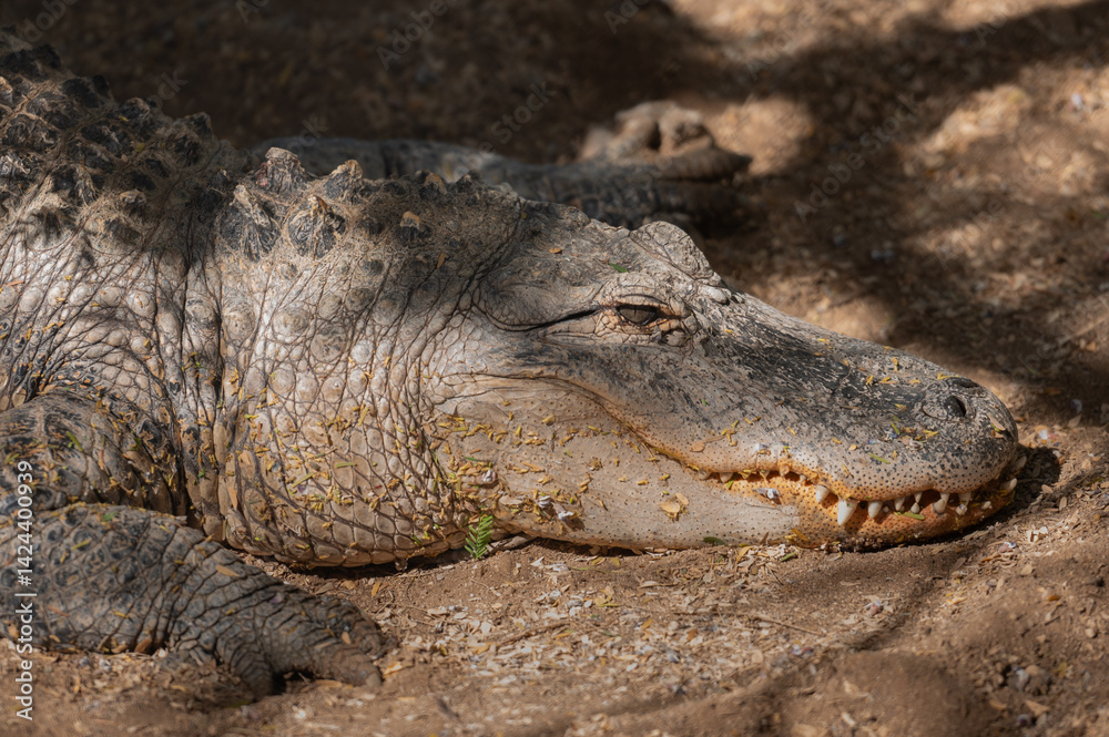 Fototapeta premium Cocodrilo marino