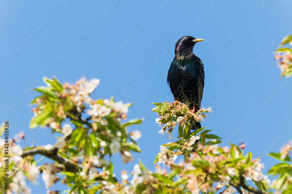 Ein Star sitz auf einen mit Blüten besetzten Zweig