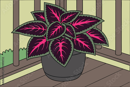 Vibrant Coleus Plant with Colorful Foliage Botanical Leaf Close-Up
