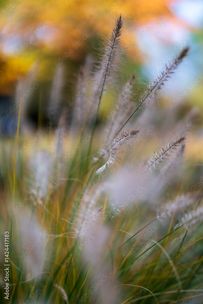 Fototapeta premium grass in the wind