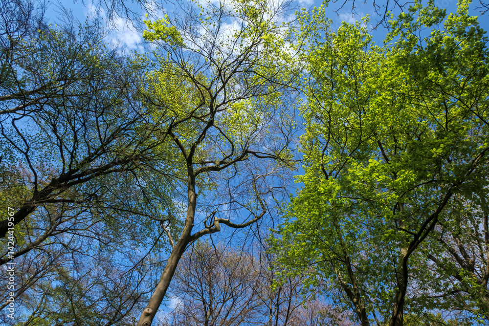 Obraz premium Vibrant green leaves contrast against a bright blue sky in a tranquil forest canopy during springtime