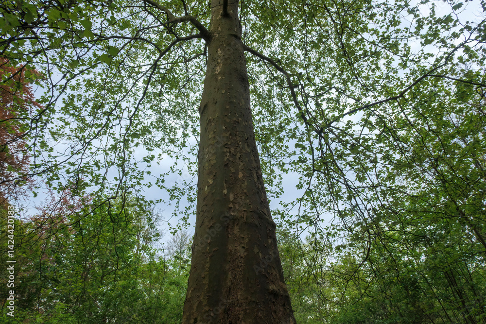 Fototapeta premium Tall tree reaches towards grey sky in lush forest during early spring, showcasing vibrant green leaves and rich natural surroundings