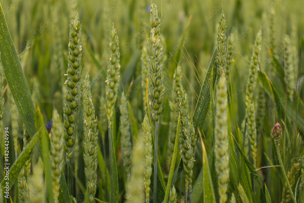 Fototapeta premium Eared field of green wheat, close-up