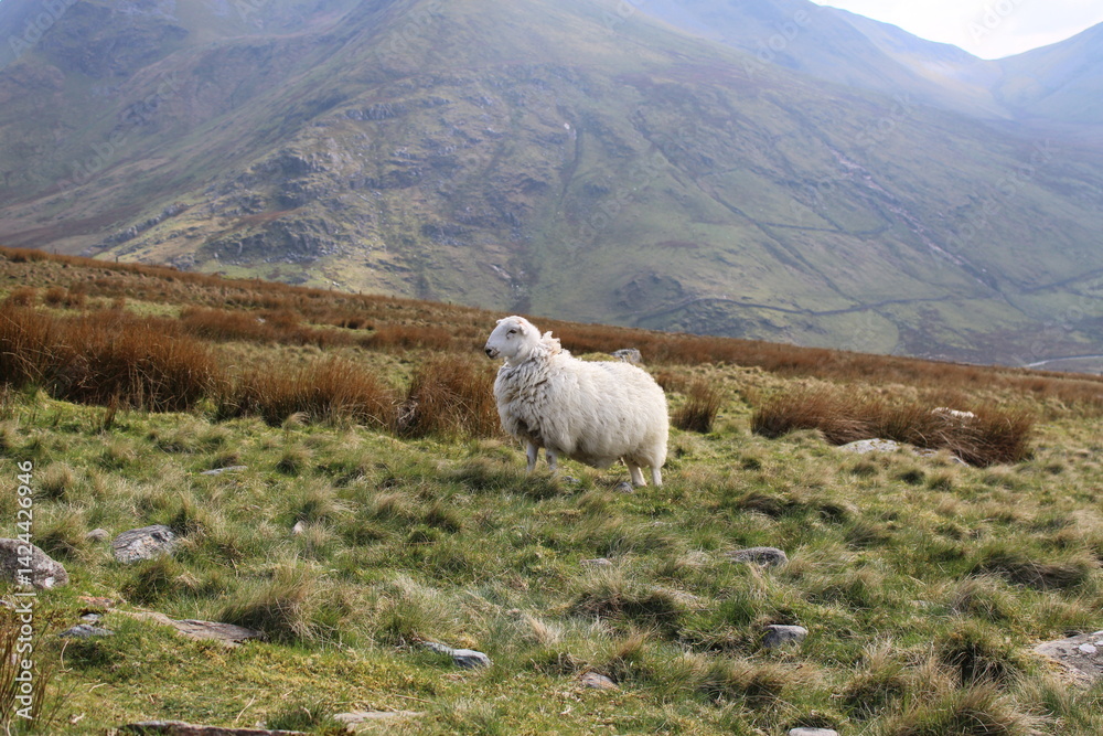 Fototapeta premium Welsh mountain sheep is very popular around the Snowden Park as they are very resistant in harsh condition