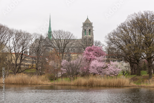 Spring blossoms in Branch Brook Park, Newark NJ on a rainy April day. Beautiful pastel colored flowers on trees next to the lake. 