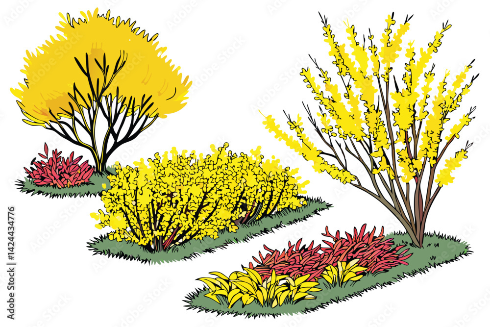 Obraz premium 30 Vibrant yellow forsythia bushes, Isolated spring shrubs, Colorful garden borders, Lush flowering hedges, Bright golden foliage, Detailed botanical illustration, White background, Seasonal landscape