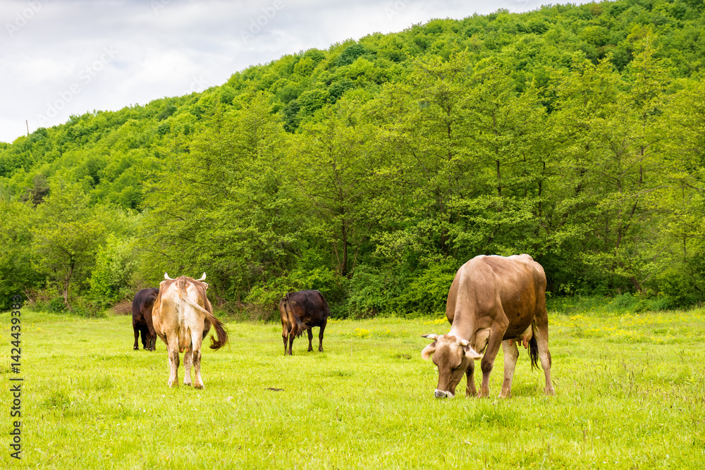 cow cattle grazing grass on the countryside meadow. rural landscape in spring