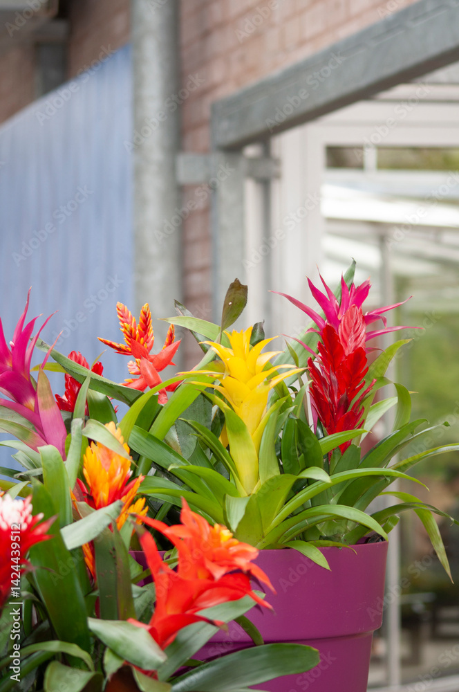 Guzmania in the flowerpot on abstract background. House, office plant.