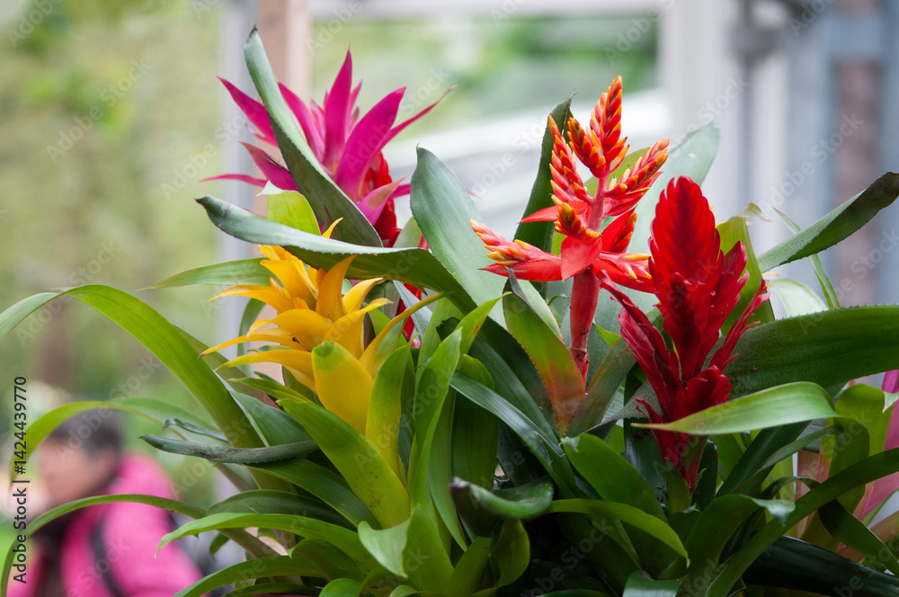 Guzmania in the flowerpot on abstract background. House, office plant.