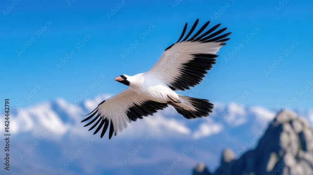 Fototapeta premium White and black bird in flight over mountains