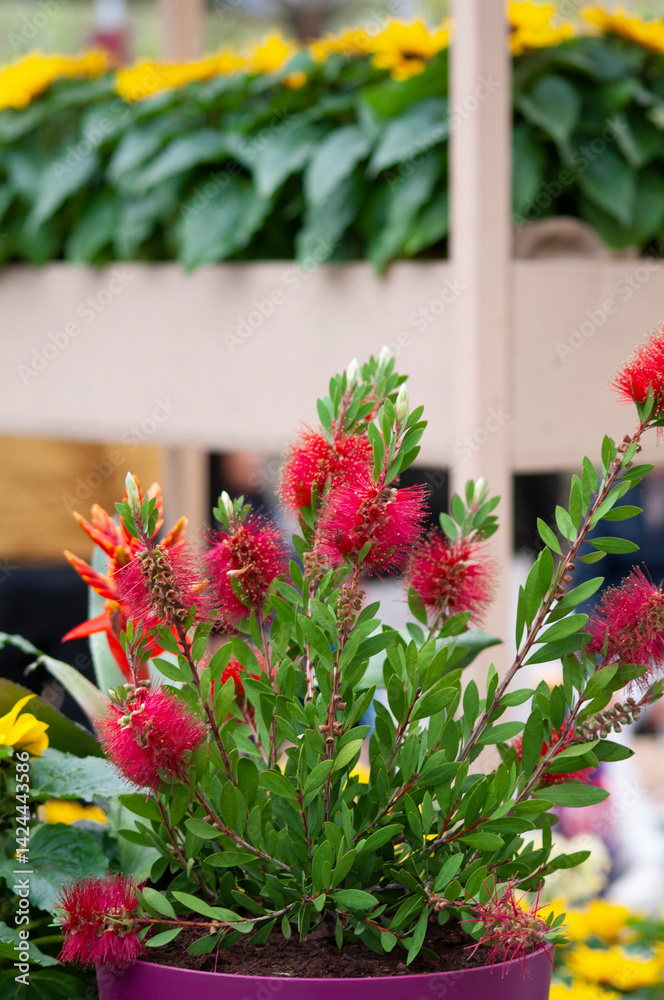 Close-up shot of beautiful Callistemon citrinus called red bottlebrush flower.