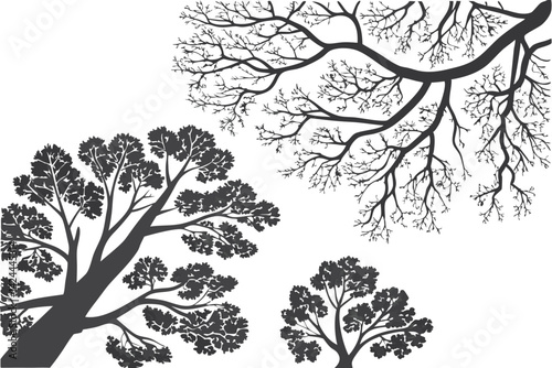 33 Trees from above, aerial view, top-down perspective, black and white illustration, circular tree canopies, branching patterns, organic shapes, symmetrical designs, nature patterns, botanical drawin