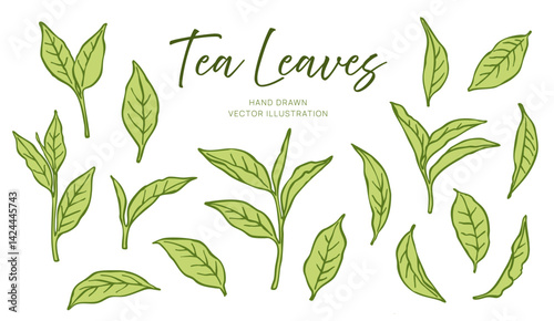 Set of hand-drawn green tea leaves isolated on white background. Botanical vector illustration of tea plant foliage in different shapes and angles. Herbal ingredient and natural food concept