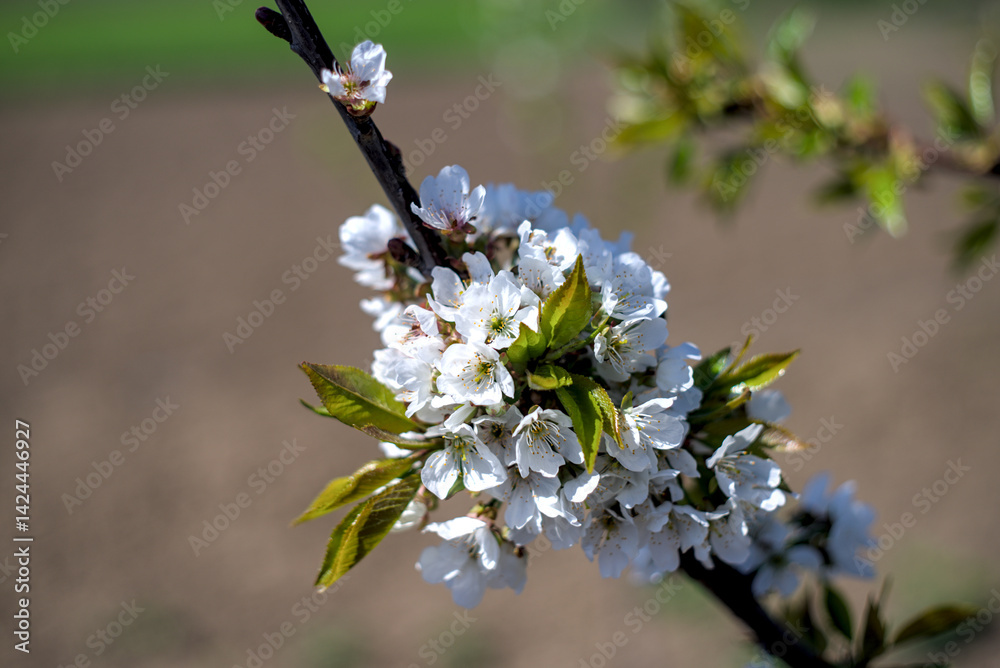 Photo of blooming white cherry