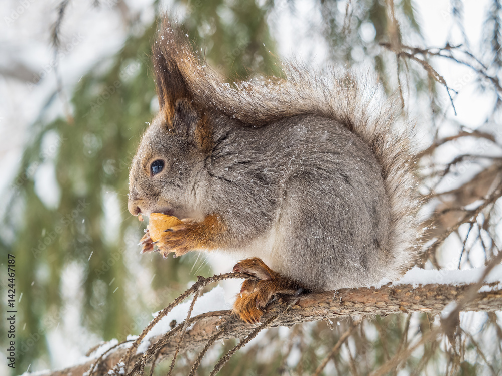 Fototapeta premium The squirrel with nut sits on tree in the winter or late autumn