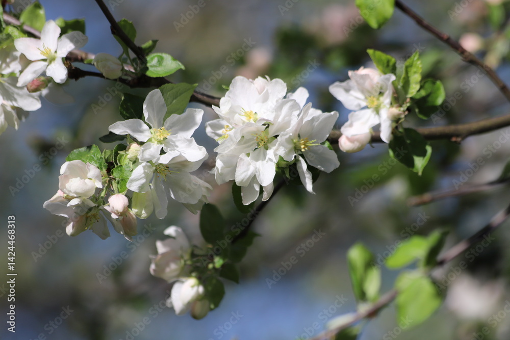 Blooming apple tree in a beautiful spring garden. Close up. Blooming apple tree in a beautiful spring garden. Close up.