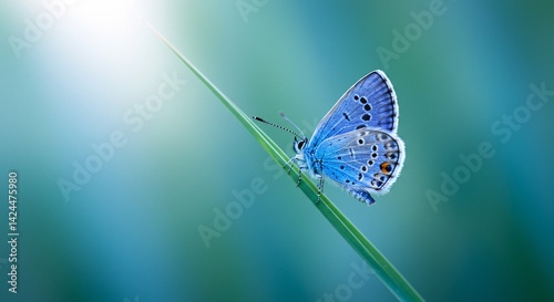 Obraz na płótnie Blue butterfly perched on a blade of grass in nature with sun flare, showcasing the beauty of insect life in a serene macro setting. w salonie