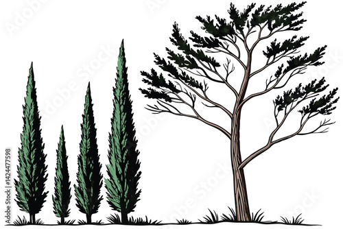 46 Columnar evergreen trees, slender cypress-like foliage, vibrant green needles, vertical growth habit, ornamental landscape plants, white background, botanical illustration style, isolated tree spec