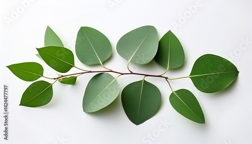 tree leaves eucalyptus white background no background