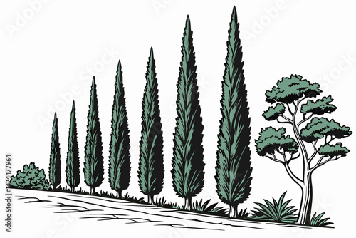 46 Columnar evergreen trees, slender cypress-like foliage, vibrant green needles, vertical growth habit, ornamental landscape plants, white background, botanical illustration style, isolated tree spec