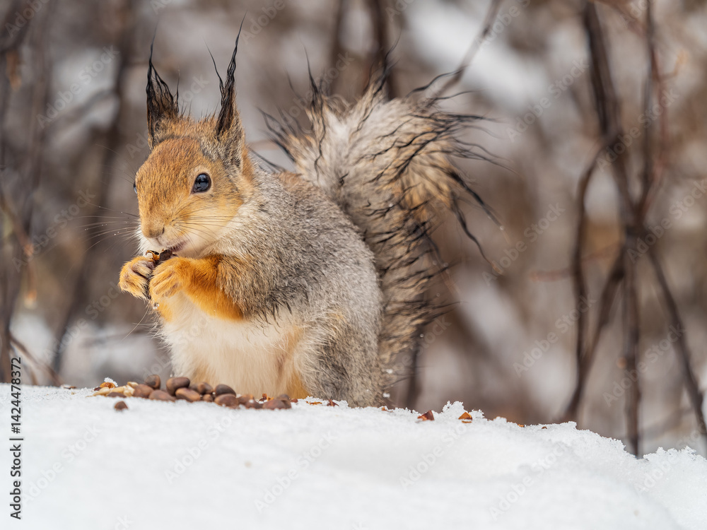 The squirrel in winter sits on white snow. The squirrel in winter sits on white snow.