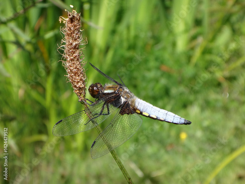 The broad-bodied chaser (Libellula depressa), male perching on ribwort plantain photo