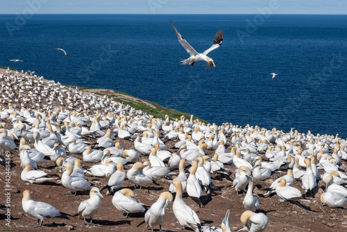 Gannet flying in Percé, Quebec, Canada