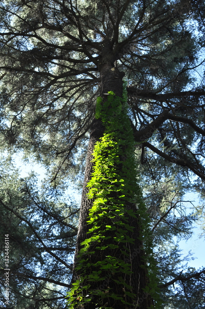 Fototapeta premium Europe Spain Madrid Jardines de Sabatini