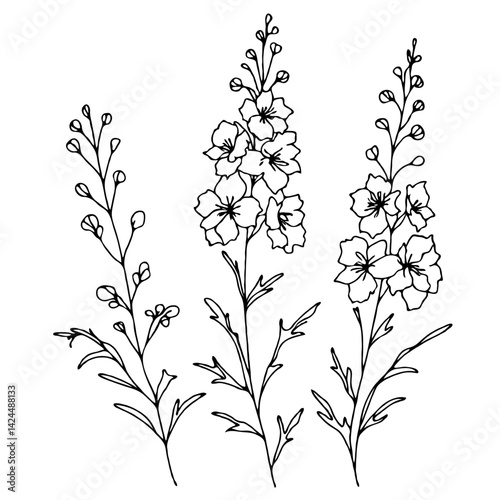 Set of outline herbs, Meadow leaves, doodle floral. Hand drawn wild flowers Botanical drawing. Detailed line art Delphinium illustration. Simple Stylized wildflowers. Black and White Larkspur