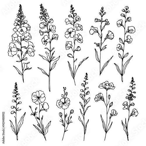 Set of outline herbs, Meadow leaves, doodle floral. Hand drawn wild flowers Botanical drawing. Detailed line art Delphinium illustration. Simple Stylized wildflowers. Black and White Larkspur
