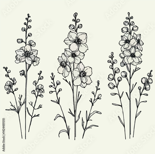Set of outline herbs, Meadow leaves, doodle floral. Hand drawn wild flowers Botanical drawing. Detailed line art Delphinium illustration. Simple Stylized wildflowers. Black and White Larkspur