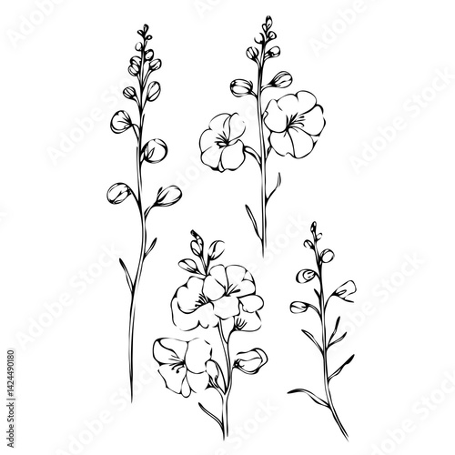 Set of outline herbs, Meadow leaves, doodle floral. Hand drawn wild flowers Botanical drawing. Detailed line art Delphinium illustration. Simple Stylized wildflowers. Black and White Larkspur