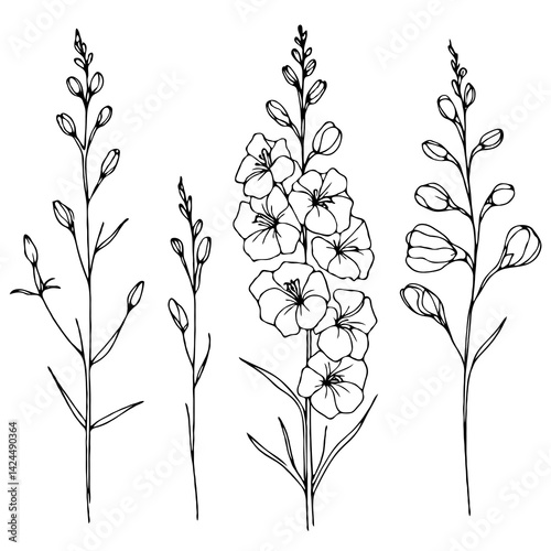 Set of outline herbs, Meadow leaves, doodle floral. Hand drawn wild flowers Botanical drawing. Detailed line art Delphinium illustration. Simple Stylized wildflowers. Black and White Larkspur