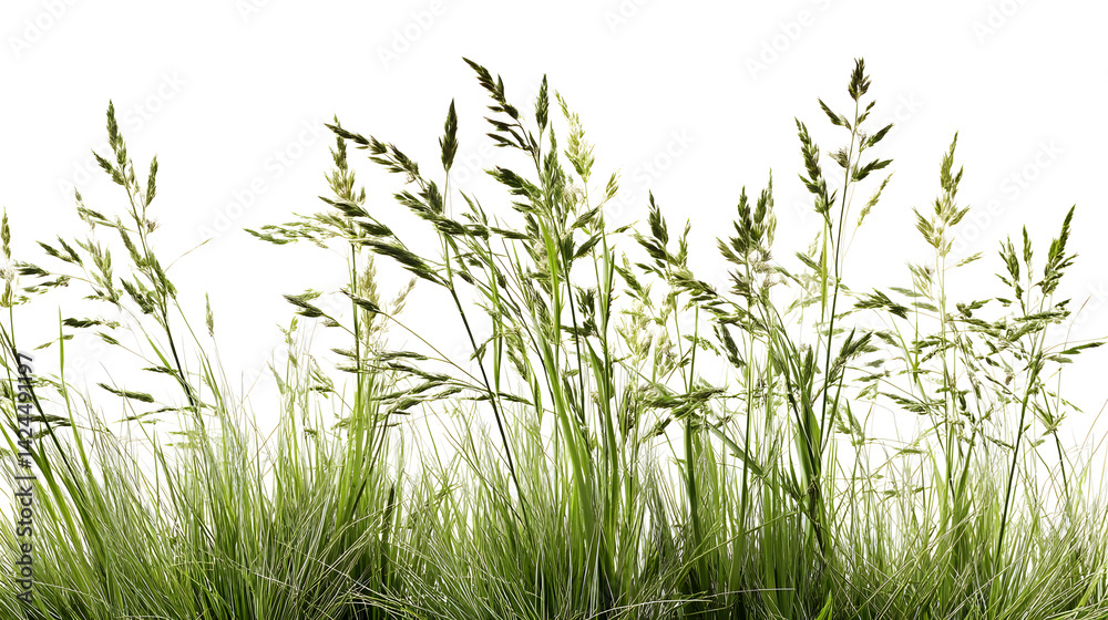 Obraz premium Tall, lush green grass with delicate seed heads, creating a vibrant and natural atmosphere.