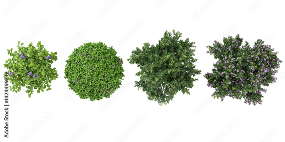 Fototapeta premium 3d illustration of Wisteria,Nerium oleander pink plants on transparent background from top view