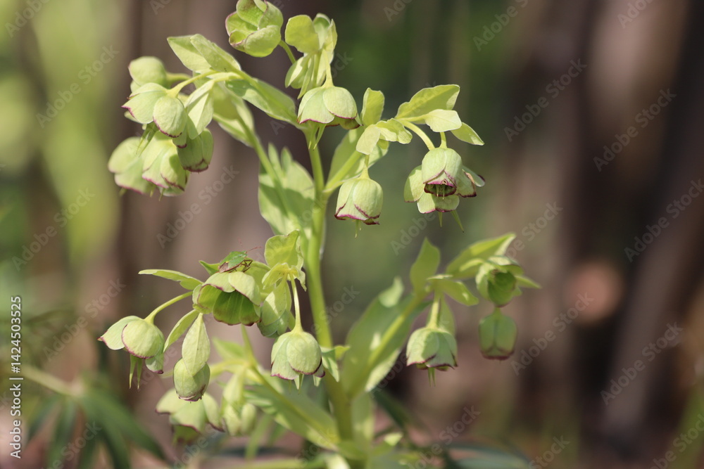 Obraz premium Helleborus foetidus. Stinking hellebore blossom in springtime.
