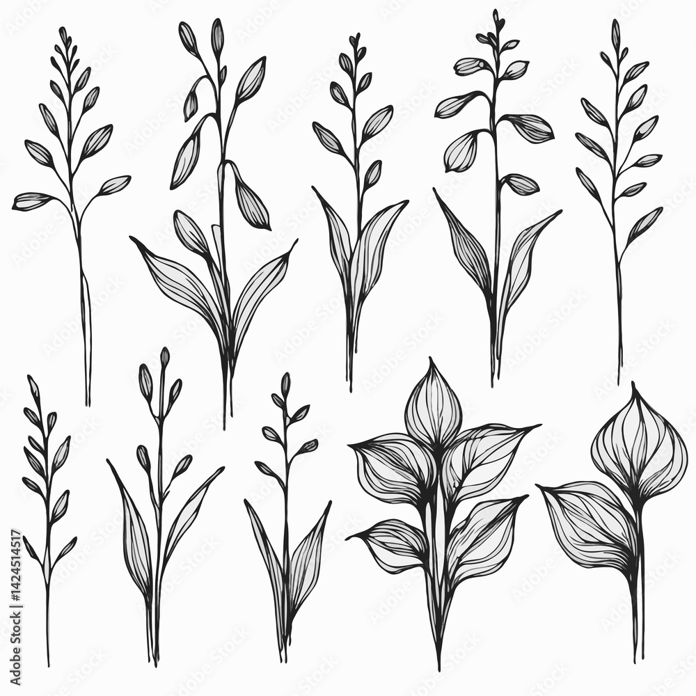 Fototapeta premium Set of outline herbs, Meadow leaves, doodle floral. Hand drawn wild flowers Botanical drawing. Detailed line art twigs illustration. Simple Stylized wildflowers Black and White