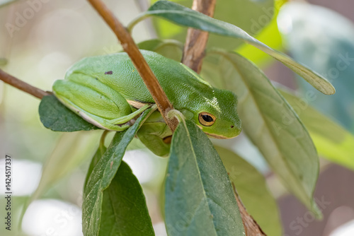 A tree frog is camouflaged among the leaves.