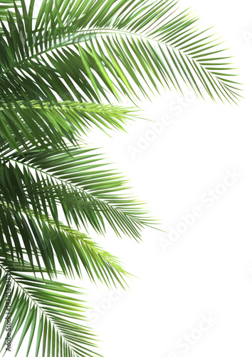 Obraz na płótnie PNG Tropical leaves frame tropical leaf background. w salonie
