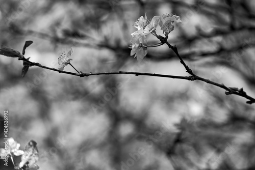 Foto withe flowering bush in spring black and white picture