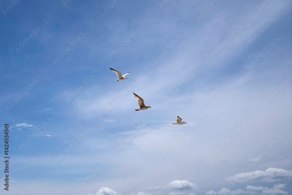 seagulls in flight towards a blue sky with some clouds with negative space for text seagulls in flight towards a blue sky with some clouds with negative space for text