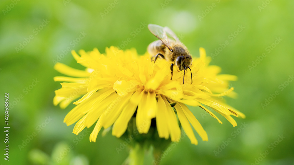 A close-up of a bee collecting nectar from a blooming dandelion A close-up of a bee collecting nectar from a blooming dandelion