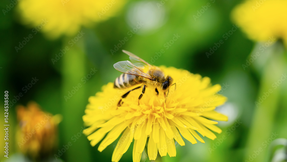A close-up of a bee collecting nectar from a blooming dandelion A close-up of a bee collecting nectar from a blooming dandelion
