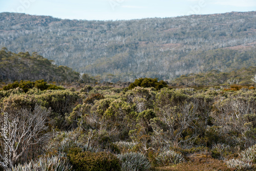 Obraz na płótnie tasmania alpine plants, hiking with a baby on a boardwalk in a national park w salonie