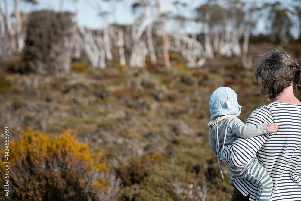 tasmania alpine plants, hiking with a baby on a boardwalk in a national park