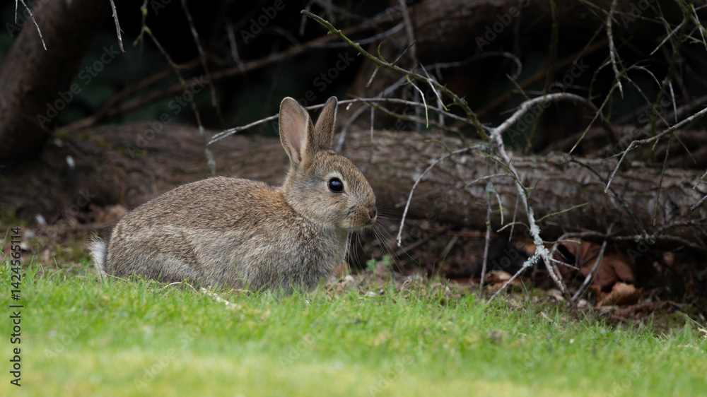Fototapeta premium A small rabbit is sitting on the grass